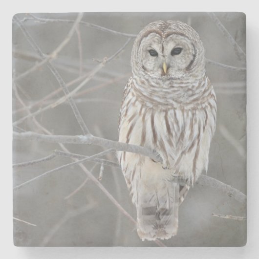 Eulen-SteinUntersetzer Steinuntersetzer (Vorderseite)