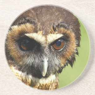 Eulen-Tiervogel-Natur-Park-Baum-Harmonie-Schicksal Getränkeuntersetzer