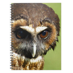 Eulen-Tiervogel-Natur-Park-Baum-Harmonie-Schicksal Notizblock