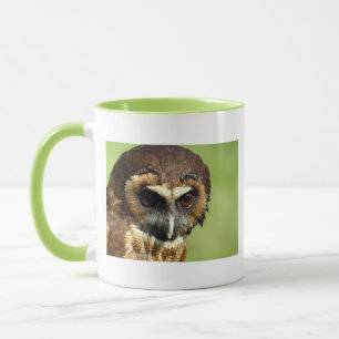 Eulen-Tiervogel-Natur-Park-Baum-Harmonie-Schicksal Tasse