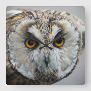 Eulen-Uhr Quadratische Wanduhr