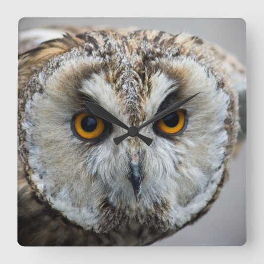 Eulen-Uhr Quadratische Wanduhr (Vorderseite)