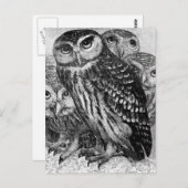 Eulen, Vintage Gravur Postkarte (Vorne/Hinten)