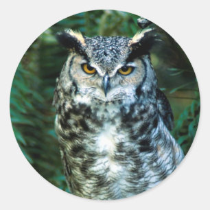 Eulen-Vogel-Aufkleber Runder Aufkleber