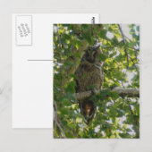 Eulenbaum - Asio otus Postkarte (Vorne/Hinten)