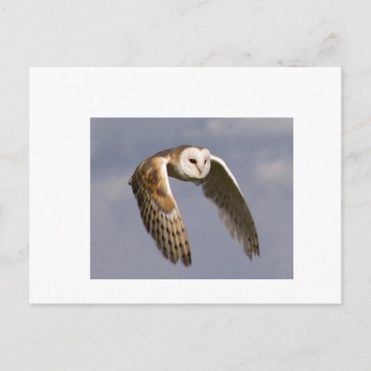 Eulenfliege-klein Postkarte (Vorderseite)