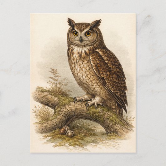 Eulenillustration im Vintage-Stil Postkarte (Vorderseite)