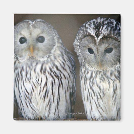 Eulenportrait Magnet (Vorne)