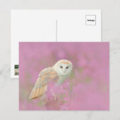 Eulenpostkarte Postkarte (Vorne/Hinten)