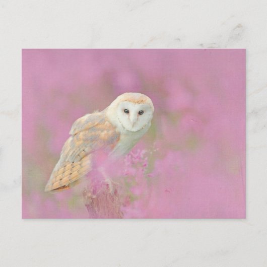 Eulenpostkarte Postkarte (Vorderseite)