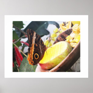 Eulenschmetterling Poster