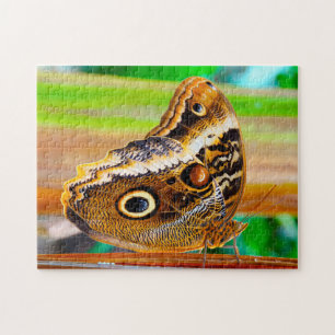Eulenschmetterling. Puzzle