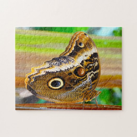 Eulenschmetterling. Puzzle (Horizontal)