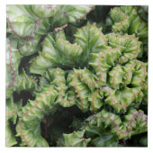 Euphorbia Fliese (Vorderseite)