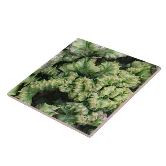 Euphorbia Fliese (Seite)