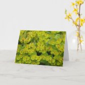 Euphorbia Karte (Gelbe Blume)