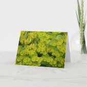Euphorbia Karte (Vorderseite)