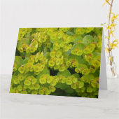 Euphorbia Karte (Gelbe Blume)