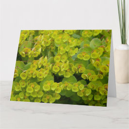 Euphorbia Karte