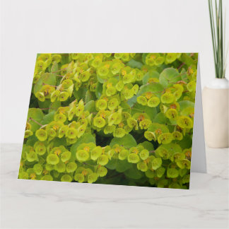 Euphorbia Karte