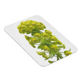 Euphorbia Magnet (Rechte Seite)