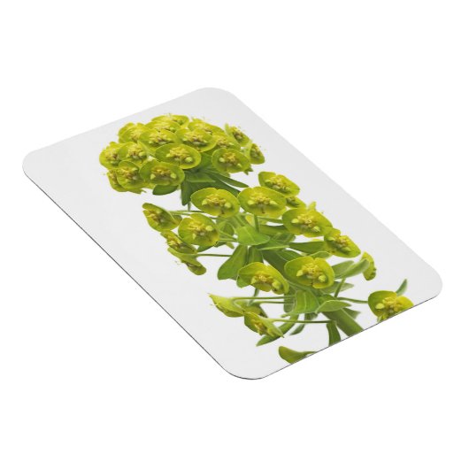 Euphorbia Magnet (Rechte Seite)
