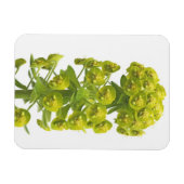 Euphorbia Magnet (Horizontal)