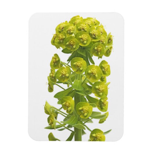 Euphorbia Magnet (Vertikal)