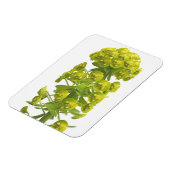 Euphorbia Magnet (Linke Seite)