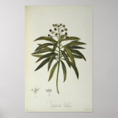 Euphorbia Mellifera Poster (Vorne)