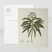 Euphorbia Mellifera Postkarte (Vorne/Hinten)