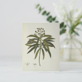 Euphorbia Mellifera Postkarte (Stehend Vorderseite)