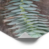 Euphorbia Myrsinites (Myrtelspurie) Poster (Ecke)