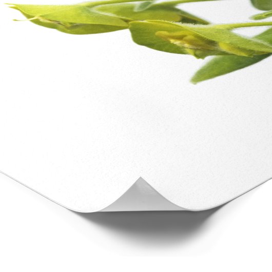 Euphorbia Poster (Ecke)