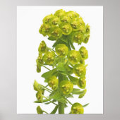 Euphorbia Poster (Vorne)