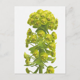 Euphorbia Postkarte