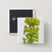 Euphorbiengummi Button (Vorne & Hinten)