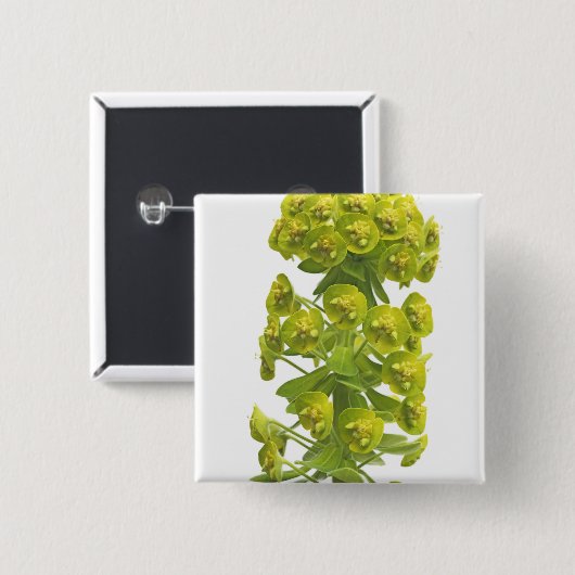 Euphorbiengummi Button (Vorne & Hinten)