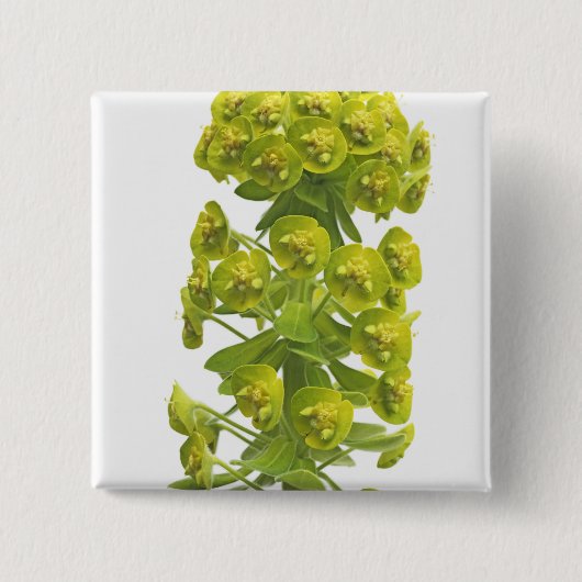 Euphorbiengummi Button (Vorderseite)