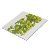 Euphorbiengummi Fliese (Seite)