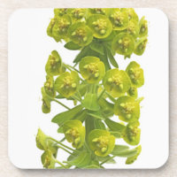 Euphorbiengummi