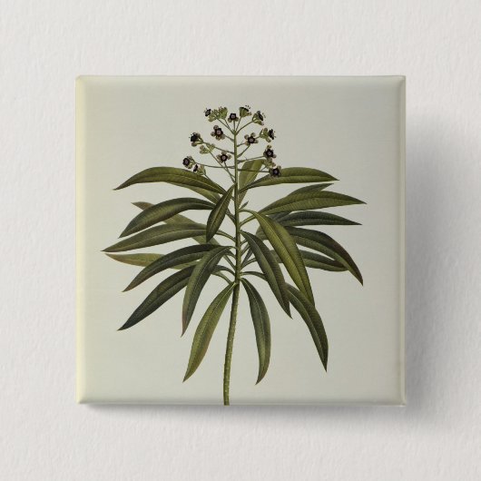 Euphorbiengummi Mellifera Button (Vorderseite)