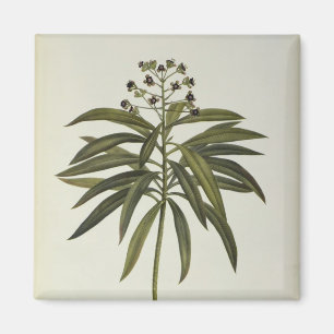 Euphorbiengummi Mellifera Magnet