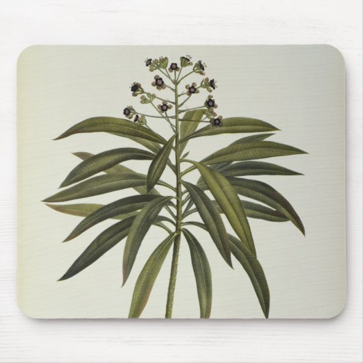 Euphorbiengummi Mellifera Mousepad (Vorne)