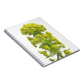 Euphorbiengummi Notizblock (Rechte Seite)