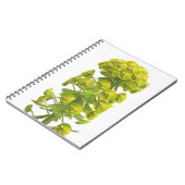 Euphorbiengummi Notizblock (Linke Seite)