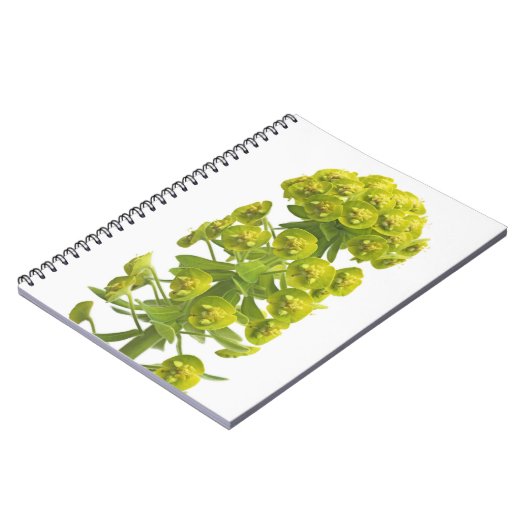 Euphorbiengummi Notizblock (Linke Seite)