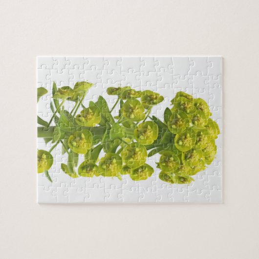 Euphorbiengummi Puzzle (Horizontal)
