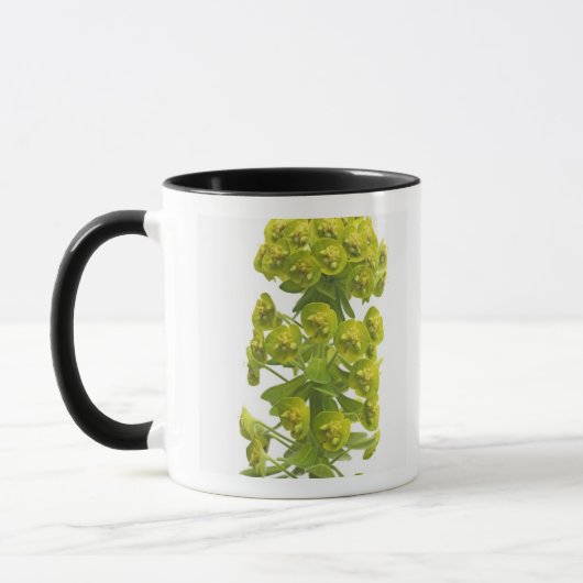 Euphorbiengummi Tasse (Links)