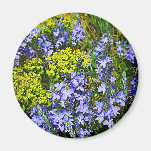 Euphorbiengummi und Veronica Magnet